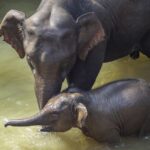 Yunnan_Zookeepers_Give_Asian_Elephants_Relaxing_Pedicures_for_Foot_Health_poster - Khabar Asia Yunnan Zookeepers Give Asian Elephants Relaxing Pedicures for Foot Health video poster