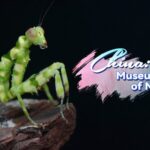 Yunnan_s_Dehong_Prefecture__A_Biodiversity_Haven_in_China_s_Tropical_Rainforests_poster - Khabar Asia Yunnan_s_Dehong_Prefecture__A_Biodiversity_Haven_in_China_s_Tropical_Rainforests video poster