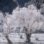 Yunnan's Potatso National Park Becomes Winter Wonderland After First Snowfall
