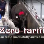 Zero-Tariff Australian Cattle Arrive in Hainan, Boosting China's Beef Market video poster