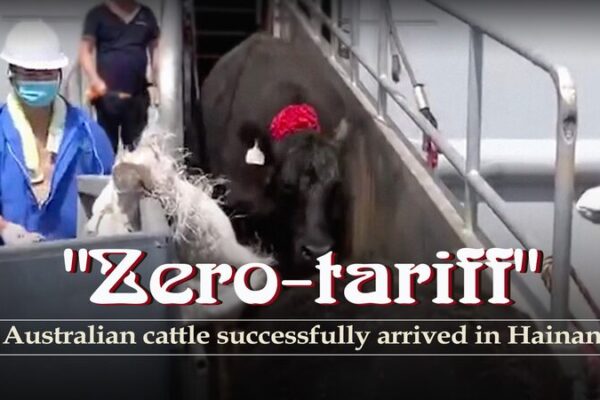 Zero-Tariff Australian Cattle Arrive in Hainan, Boosting China’s Beef Market Zero-Tariff Australian Cattle Arrive in Hainan, Boosting China's Beef Market video poster