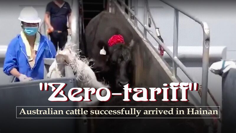 Zero-Tariff_Australian_Cattle_Arrive_in_Hainan_Boosting_Chinas_Beef_Market_poster - Khabar Asia Zero-Tariff Australian Cattle Arrive in Hainan, Boosting China's Beef Market video poster