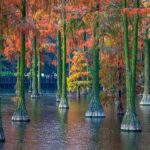 Zhangdu Lake Wetland Transforms into a Vibrant Winter Wonderland in Wuhan