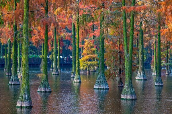 Zhangdu Lake Wetland Transforms into a Vibrant Winter Wonderland in Wuhan Zhangdu Lake Wetland Transforms into a Vibrant Winter Wonderland in Wuhan