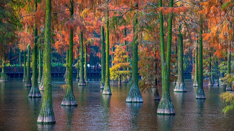 Zhangdu_Lake_Wetland_Transforms_into_a_Vibrant_Winter_Wonderland_in_Wuhan - Khabar Asia Zhangdu Lake Wetland Transforms into a Vibrant Winter Wonderland in Wuhan