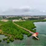Zhanjiang Police Protect Mangroves by Stopping Illegal Peanut Worm Harvesting