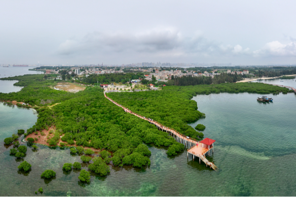 Zhanjiang Police Protect Mangroves by Stopping Illegal Peanut Worm Harvesting Zhanjiang Police Protect Mangroves by Stopping Illegal Peanut Worm Harvesting