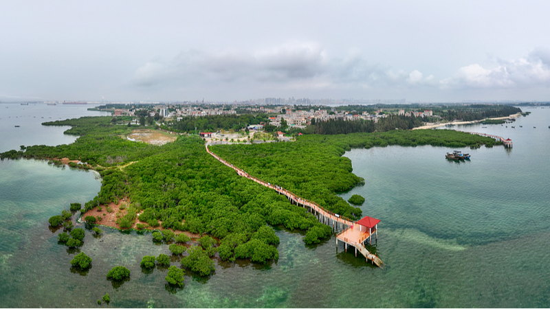 Zhanjiang_Police_Protect_Mangroves_by_Stopping_Illegal_Peanut_Worm_Harvesting - Khabar Asia Zhanjiang Police Protect Mangroves by Stopping Illegal Peanut Worm Harvesting