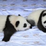 Zoo_Berlin_Names_Panda_Twins_Meng_Hao_and_Meng_Tian video poster