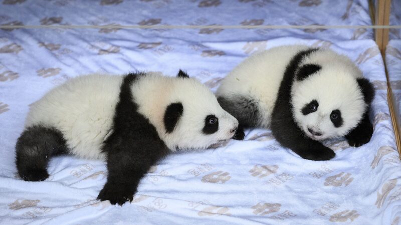 Zoo_Berlin_Names_Panda_Twins_Meng_Hao_and_Meng_Tian_poster - Khabar Asia Zoo_Berlin_Names_Panda_Twins_Meng_Hao_and_Meng_Tian video poster