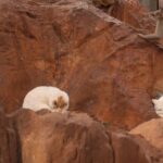 Zoo Separates Cats from Monkey Habitat Amid Public Concerns in Kunming