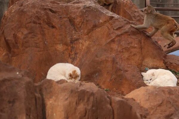 Zoo Separates Cats from Monkey Habitat Amid Public Concerns in Kunming Zoo Separates Cats from Monkey Habitat Amid Public Concerns in Kunming