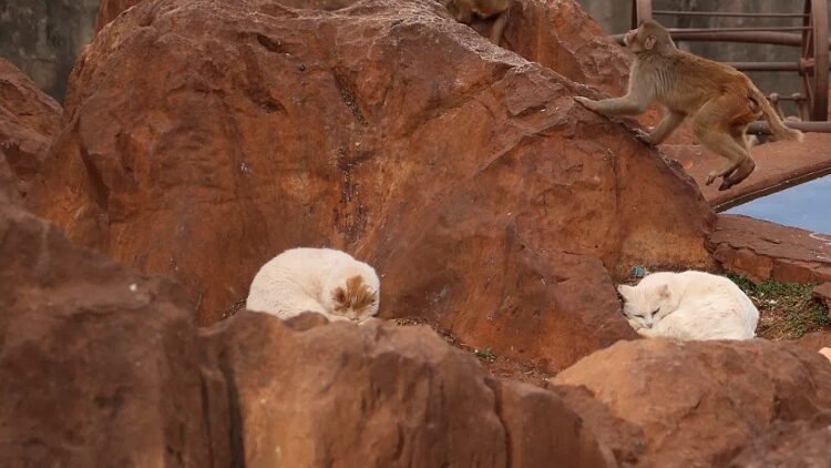 Zoo_Separates_Cats_from_Monkey_Habitat_Amid_Public_Concerns_in_Kunming - Khabar Asia Zoo Separates Cats from Monkey Habitat Amid Public Concerns in Kunming