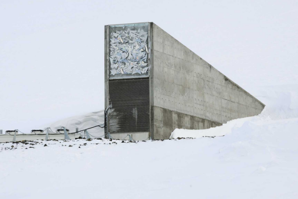 14,000 Seeds from 21 Gene Banks Safeguarded in Svalbard Global Vault 14_000_Seeds_from_21_Gene_Banks_Safeguarded_in_Svalbard_Global_Vault