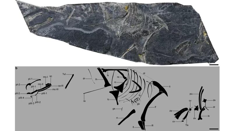 Ancient Bird Fossil in China Suggests Earlier Origins of Modern Birds Ancient_Bird_Fossil_in_China_Suggests_Earlier_Origins_of_Modern_Birds