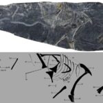 Ancient_Chinese_Fossil_Sheds_New_Light_on_Birds__Origins