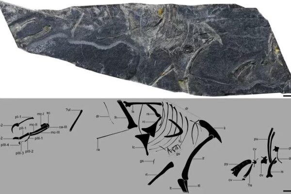 Ancient Chinese Fossil Sheds New Light on Birds’ Origins Ancient_Chinese_Fossil_Sheds_New_Light_on_Birds__Origins