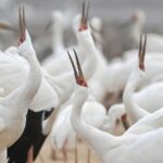 Birdwatching_Boom_Boosts_Eco_Tourism_in_the_Chinese_Mainland video poster