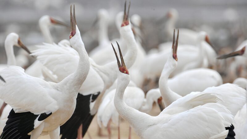Birdwatching_Boom_Boosts_Eco_Tourism_in_the_Chinese_Mainland video poster