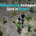 Brazil_Commits_to_Reforest_Amazon__Slowing_Deforestation video poster