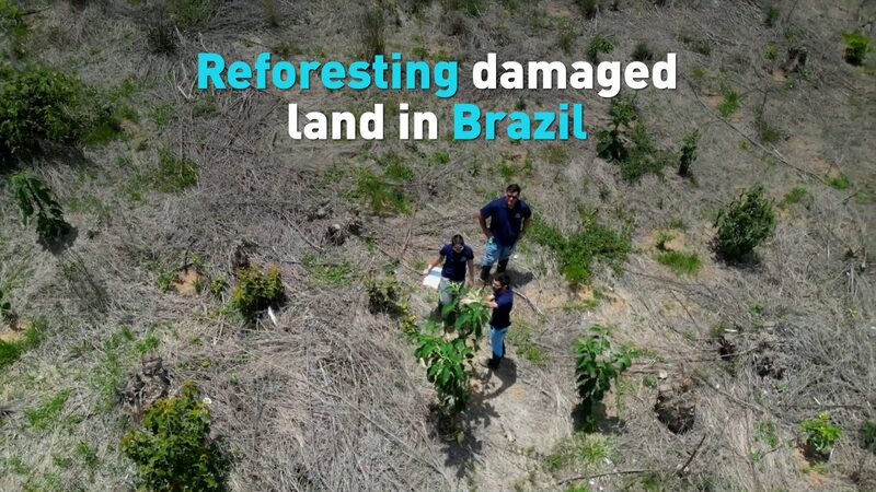 Brazil_Commits_to_Reforest_Amazon__Slowing_Deforestation_poster - Khabar Asia Brazil_Commits_to_Reforest_Amazon__Slowing_Deforestation video poster