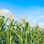 Breakthrough_Gene_Editing_Method_Reduces_Corn_Plant_Height_for_Higher_Yields