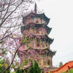 Cherry_Blossoms_Enhance_the_Beauty_of_Quanzhou_s_Ancient_Kaiyuan_Temple