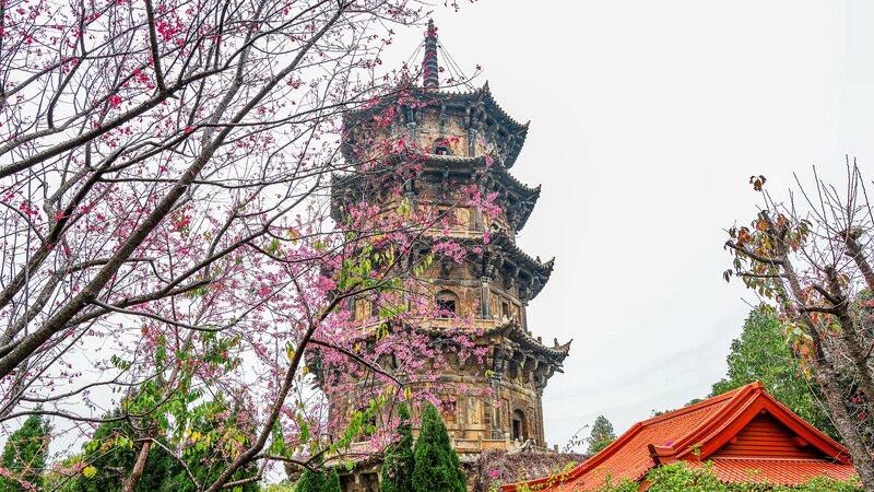 Cherry_Blossoms_Enhance_the_Beauty_of_Quanzhou_s_Ancient_Kaiyuan_Temple