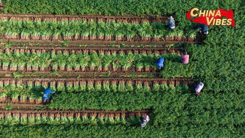 China Achieves Record Grain Output Amid Rural Revitalization Efforts China_Achieves_Record_Grain_Output_Amid_Rural_Revitalization_Efforts