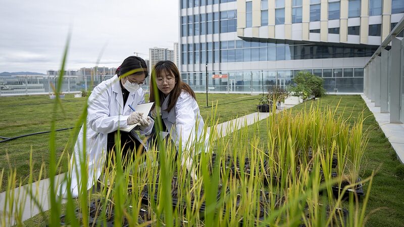 China_s_New_Central_Document_Champions_Advanced_Agricultural_Technologies - Khabar Asia China_s_New_Central_Document_Champions_Advanced_Agricultural_Technologies