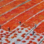 China_s_No_1_Central_Document_Focuses_on_Comprehensive_Rural_Revitalization