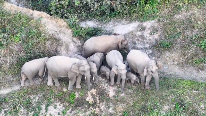 China_s_Wandering_Elephant_Herd_Flourishes_with_New_Cubs video poster