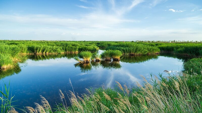 China_s_Wetlands_Thrive__Area_Remains_Above_56_35_Million_Hectares - Khabar Asia China_s_Wetlands_Thrive__Area_Remains_Above_56_35_Million_Hectares