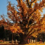 China_to_Launch_Nationwide_Tagging_System_for_Ancient_Trees