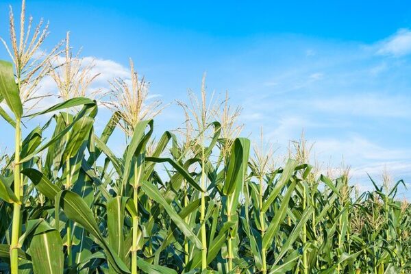 Chinese Scientists Develop Gene-Editing Method to Produce Shorter, Sturdier Corn Chinese_Scientists_Develop_Gene_Editing_Method_to_Produce_Shorter__Sturdier_Corn
