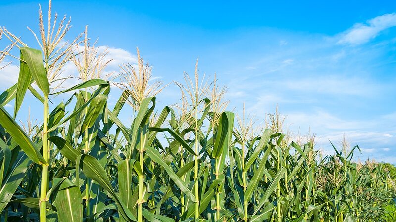 Chinese_Scientists_Develop_Gene_Editing_Method_to_Produce_Shorter__Sturdier_Corn - Khabar Asia Chinese_Scientists_Develop_Gene_Editing_Method_to_Produce_Shorter__Sturdier_Corn