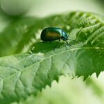 Chinese_Scientists_Identify_Key_Genes_Enhancing_Crop_Resistance_to_Parasitic_Plants