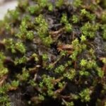 Chinese_Scientists_Uncover_Cold_Tolerance_Secrets_of_Desert_Moss_for_Mars_Terraforming