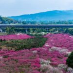 Chongqing_s_Blooming_Plum_Blossoms_Attract_Spring_Visitors