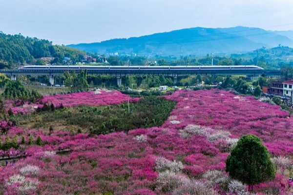 Chongqing’s Blooming Plum Blossoms Attract Spring Visitors Chongqing_s_Blooming_Plum_Blossoms_Attract_Spring_Visitors