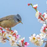 Chongqing_s_Nanchuan_District_Blooms_with_60_Varieties_of_Plum_Blossoms_this_Spring