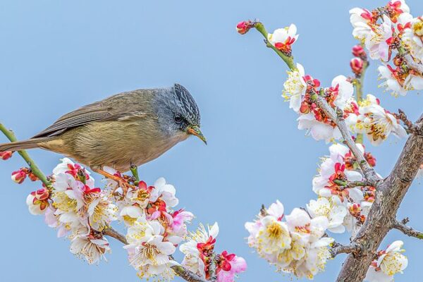 Chongqing’s Nanchuan District Blooms with Plum Blossoms and Birds This Spring Chongqing_s_Nanchuan_District_Blooms_with_Plum_Blossoms_and_Birds_This_Spring