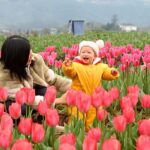 Chongqing_s_Tulip_Blooms_Signal_the_Arrival_of_Spring