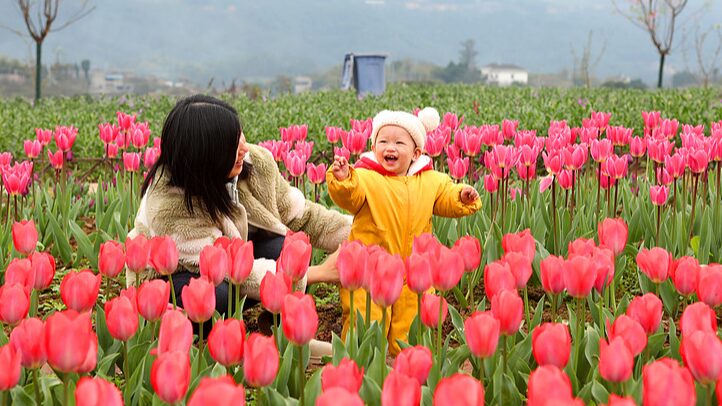 Chongqing_s_Tulip_Blooms_Signal_the_Arrival_of_Spring