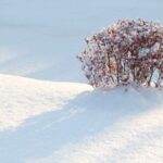 Climate_Change_Mitigates_Severe_Cold_Waves_in_Asia__New_Study_Finds