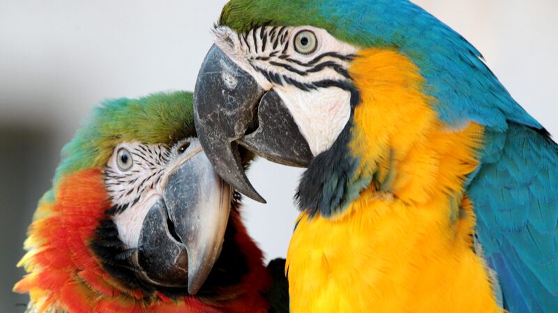 Colorful Macaws Brighten Shanghai Zoo This Spring Colorful_Macaws_Brighten_Shanghai_Zoo_This_Spring
