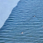 Early_Spring_Brings_Vibrant_Birdlife_to_Shanxi_s_Half_Frozen_River video poster