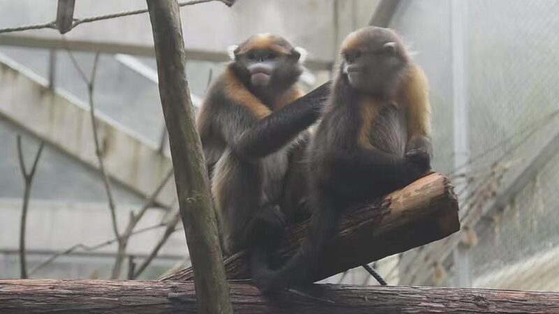 Fanjing_Mountain_Opens_Golden_Snub_Nosed_Monkey_Research_Center_to_Public_for_Spring_Festival