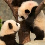 First_Hong_Kong_Born_Giant_Panda_Cubs_Make_Public_Debut