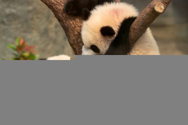 First Hong Kong-Born Giant Panda Cubs Make Public Debut First_Hong_Kong_Born_Giant_Panda_Cubs_Make_Public_Debut